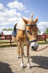 Ponny utanför Vallastallet i Linköping
