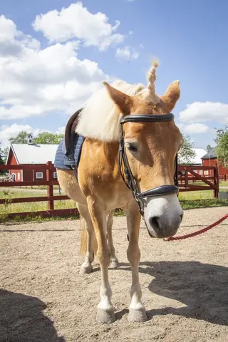 Ponny utanför Vallastallet i Linköping