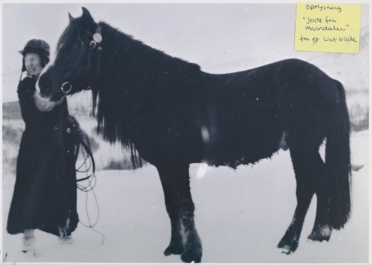Fotografi av lyngshester og sau fra 1930 til 2009. Motiv fra jubileumsutstilling på Polleidet, turridning, hestestevner, småfeutstilling, gårdsarbeid og turistkjøring, samt bilder av hest og føll, sau og lam og avlsværen Oleg.