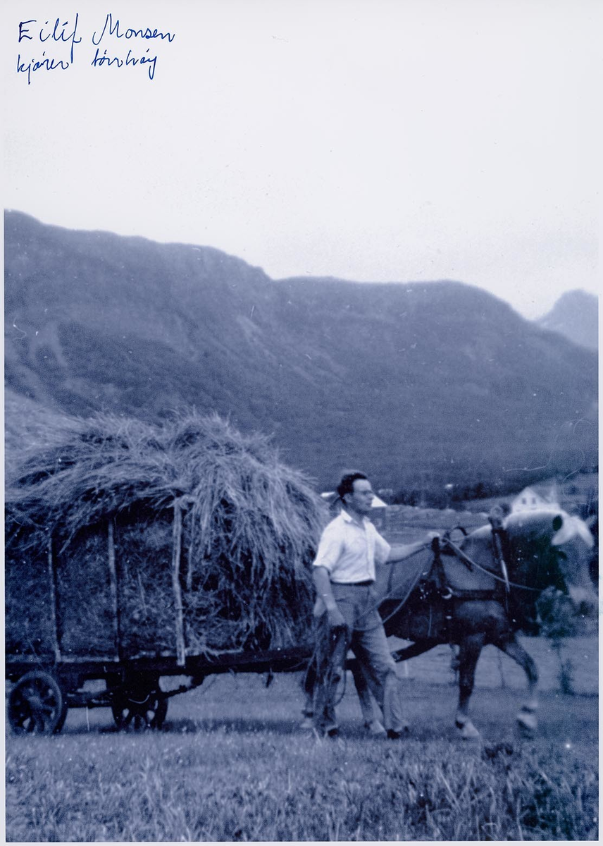 Fotografi av lyngshester og sau fra 1930 til 2009. Motiv fra jubileumsutstilling på Polleidet, turridning, hestestevner, småfeutstilling, gårdsarbeid og turistkjøring, samt bilder av hest og føll, sau og lam og avlsværen Oleg.