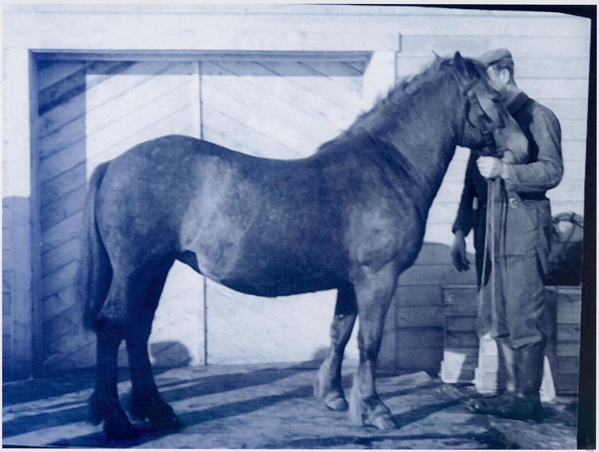 Fotografi av lyngshester og sau fra 1930 til 2009. Motiv fra jubileumsutstilling på Polleidet, turridning, hestestevner, småfeutstilling, gårdsarbeid og turistkjøring, samt bilder av hest og føll, sau og lam og avlsværen Oleg.