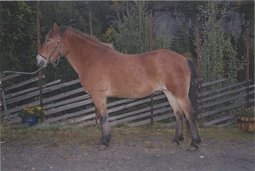 Fotografi av lyngshester og sau fra 1930 til 2009. Motiv fra jubileumsutstilling på Polleidet, turridning, hestestevner, småfeutstilling, gårdsarbeid og turistkjøring, samt bilder av hest og føll, sau og lam og avlsværen Oleg.