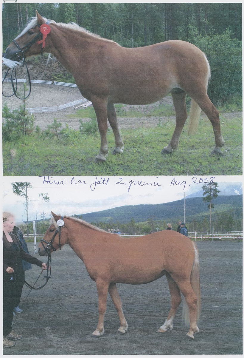 Fotografi av lyngshester og sau fra 1930 til 2009. Motiv fra jubileumsutstilling på Polleidet, turridning, hestestevner, småfeutstilling, gårdsarbeid og turistkjøring, samt bilder av hest og føll, sau og lam og avlsværen Oleg.