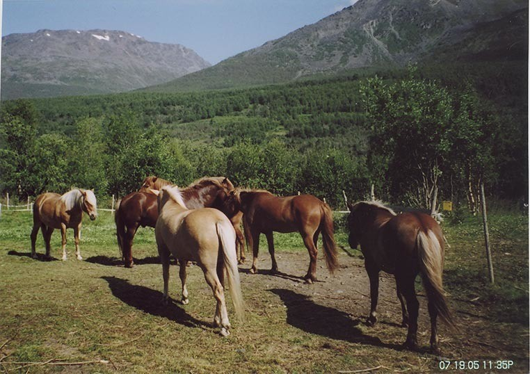 Fotografi av lyngshester og sau fra 1930 til 2009. Motiv fra jubileumsutstilling på Polleidet, turridning, hestestevner, småfeutstilling, gårdsarbeid og turistkjøring, samt bilder av hest og føll, sau og lam og avlsværen Oleg.