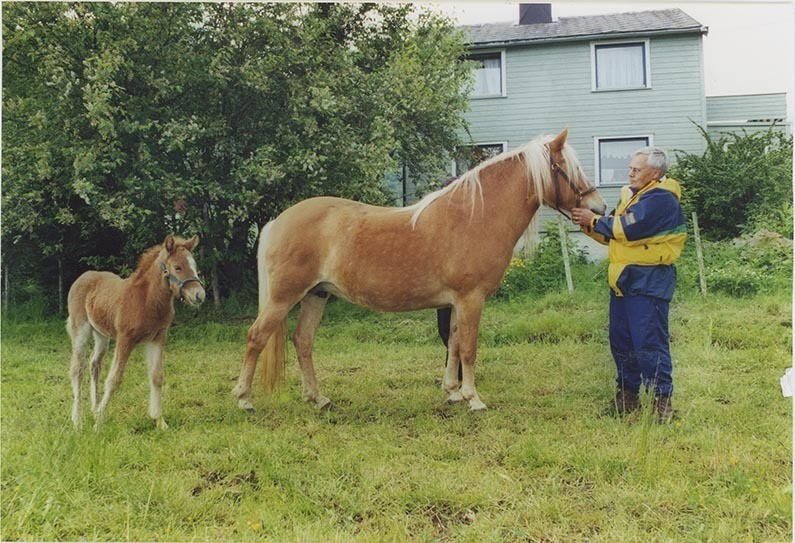 Fotografi av lyngshester og sau fra 1930 til 2009. Motiv fra jubileumsutstilling på Polleidet, turridning, hestestevner, småfeutstilling, gårdsarbeid og turistkjøring, samt bilder av hest og føll, sau og lam og avlsværen Oleg.
