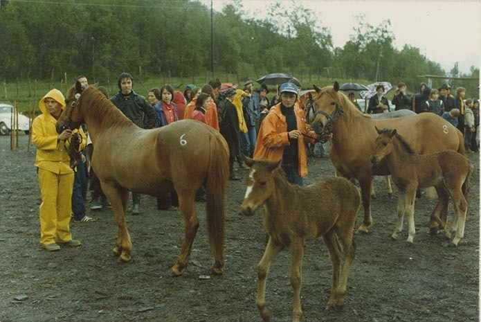 Fotografi av lyngshester og sau fra 1930 til 2009. Motiv fra jubileumsutstilling på Polleidet, turridning, hestestevner, småfeutstilling, gårdsarbeid og turistkjøring, samt bilder av hest og føll, sau og lam og avlsværen Oleg.