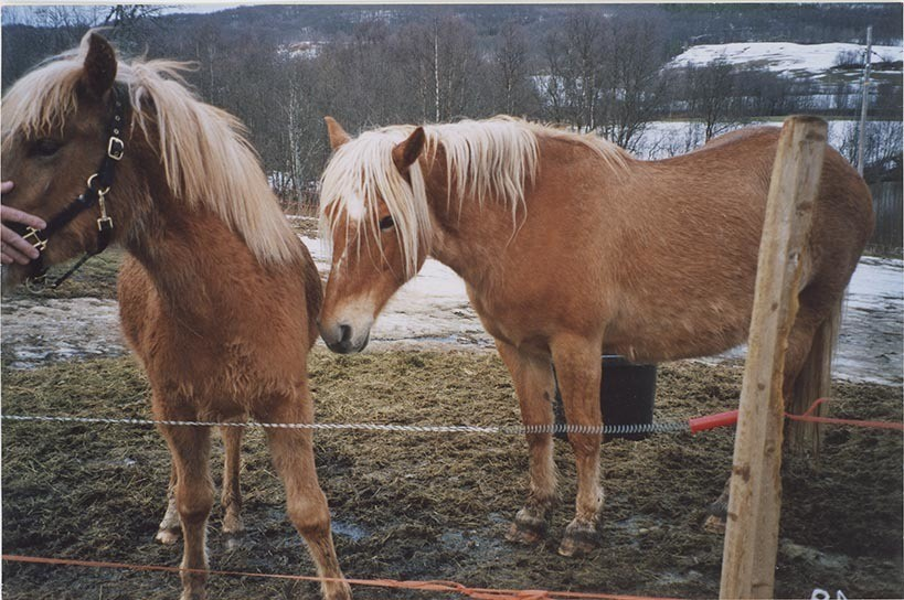 Fotografi av lyngshester og sau fra 1930 til 2009. Motiv fra jubileumsutstilling på Polleidet, turridning, hestestevner, småfeutstilling, gårdsarbeid og turistkjøring, samt bilder av hest og føll, sau og lam og avlsværen Oleg.