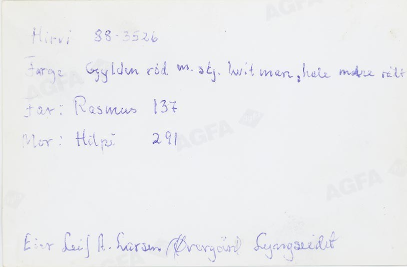 Fotografi av lyngshester og sau fra 1930 til 2009. Motiv fra jubileumsutstilling på Polleidet, turridning, hestestevner, småfeutstilling, gårdsarbeid og turistkjøring, samt bilder av hest og føll, sau og lam og avlsværen Oleg.