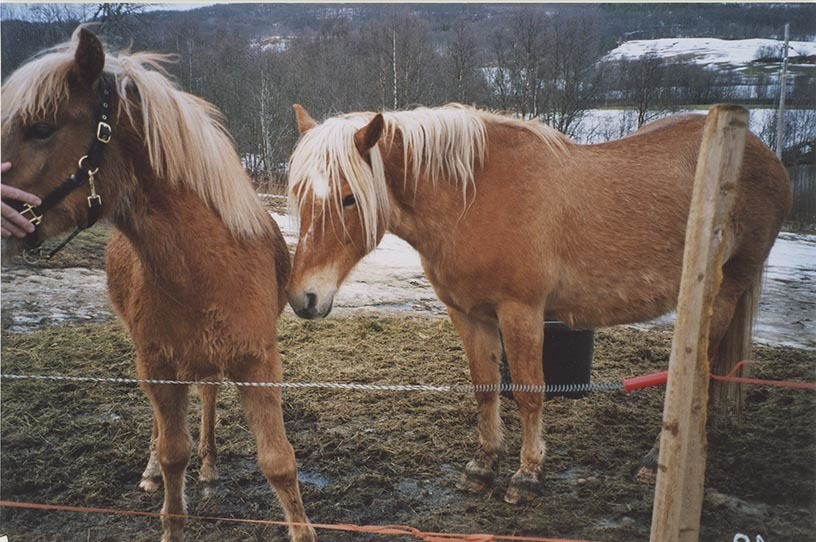 Fotografi av lyngshester og sau fra 1930 til 2009. Motiv fra jubileumsutstilling på Polleidet, turridning, hestestevner, småfeutstilling, gårdsarbeid og turistkjøring, samt bilder av hest og føll, sau og lam og avlsværen Oleg.