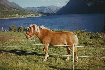 Fotografi av lyngshester og sau fra 1930 til 2009. Motiv fra jubileumsutstilling på Polleidet, turridning, hestestevner, småfeutstilling, gårdsarbeid og turistkjøring, samt bilder av hest og føll, sau og lam og avlsværen Oleg.
