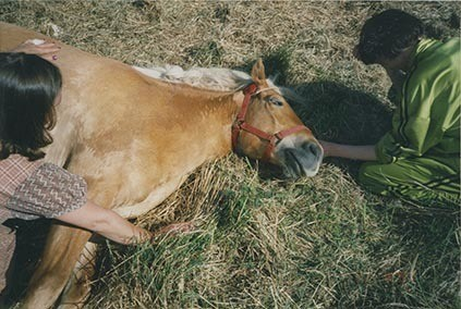 Fotografi av lyngshester og sau fra 1930 til 2009. Motiv fra jubileumsutstilling på Polleidet, turridning, hestestevner, småfeutstilling, gårdsarbeid og turistkjøring, samt bilder av hest og føll, sau og lam og avlsværen Oleg.