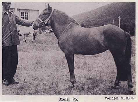 Fotografi av lyngshester og sau fra 1930 til 2009. Motiv fra jubileumsutstilling på Polleidet, turridning, hestestevner, småfeutstilling, gårdsarbeid og turistkjøring, samt bilder av hest og føll, sau og lam og avlsværen Oleg.