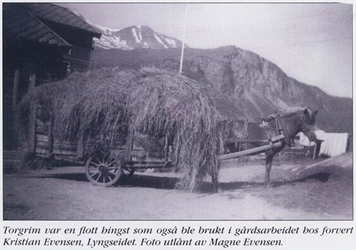 Fotografi av lyngshester og sau fra 1930 til 2009. Motiv fra jubileumsutstilling på Polleidet, turridning, hestestevner, småfeutstilling, gårdsarbeid og turistkjøring, samt bilder av hest og føll, sau og lam og avlsværen Oleg.