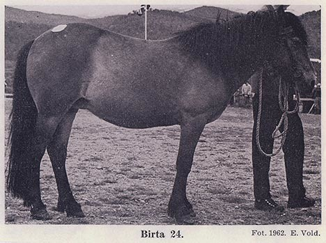 Fotografi av lyngshester og sau fra 1930 til 2009. Motiv fra jubileumsutstilling på Polleidet, turridning, hestestevner, småfeutstilling, gårdsarbeid og turistkjøring, samt bilder av hest og føll, sau og lam og avlsværen Oleg.
