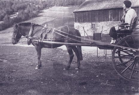 Fotografi av lyngshester og sau fra 1930 til 2009. Motiv fra jubileumsutstilling på Polleidet, turridning, hestestevner, småfeutstilling, gårdsarbeid og turistkjøring, samt bilder av hest og føll, sau og lam og avlsværen Oleg.
