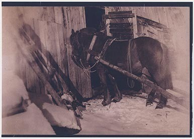Fotografi av lyngshester og sau fra 1930 til 2009. Motiv fra jubileumsutstilling på Polleidet, turridning, hestestevner, småfeutstilling, gårdsarbeid og turistkjøring, samt bilder av hest og føll, sau og lam og avlsværen Oleg.