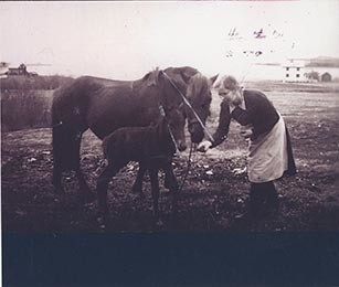 Fotografi av lyngshester og sau fra 1930 til 2009. Motiv fra jubileumsutstilling på Polleidet, turridning, hestestevner, småfeutstilling, gårdsarbeid og turistkjøring, samt bilder av hest og føll, sau og lam og avlsværen Oleg.