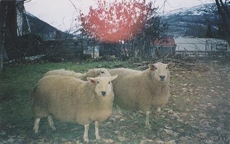 Fotografi av lyngshester og sau fra 1930 til 2009. Motiv fra jubileumsutstilling på Polleidet, turridning, hestestevner, småfeutstilling, gårdsarbeid og turistkjøring, samt bilder av hest og føll, sau og lam og avlsværen Oleg.