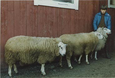 Fotografi av lyngshester og sau fra 1930 til 2009. Motiv fra jubileumsutstilling på Polleidet, turridning, hestestevner, småfeutstilling, gårdsarbeid og turistkjøring, samt bilder av hest og føll, sau og lam og avlsværen Oleg.