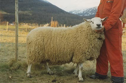 Fotografi av lyngshester og sau fra 1930 til 2009. Motiv fra jubileumsutstilling på Polleidet, turridning, hestestevner, småfeutstilling, gårdsarbeid og turistkjøring, samt bilder av hest og føll, sau og lam og avlsværen Oleg.