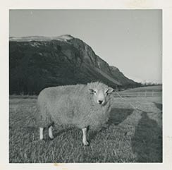 Fotografi av lyngshester og sau fra 1930 til 2009. Motiv fra jubileumsutstilling på Polleidet, turridning, hestestevner, småfeutstilling, gårdsarbeid og turistkjøring, samt bilder av hest og føll, sau og lam og avlsværen Oleg.