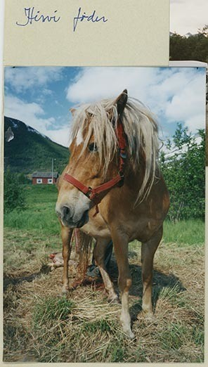 Fotografi av lyngshester og sau fra 1930 til 2009. Motiv fra jubileumsutstilling på Polleidet, turridning, hestestevner, småfeutstilling, gårdsarbeid og turistkjøring, samt bilder av hest og føll, sau og lam og avlsværen Oleg.