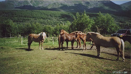 Fotografi av lyngshester og sau fra 1930 til 2009. Motiv fra jubileumsutstilling på Polleidet, turridning, hestestevner, småfeutstilling, gårdsarbeid og turistkjøring, samt bilder av hest og føll, sau og lam og avlsværen Oleg.