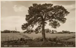 Postkort, Løten kirke, Løten prestegård, furutre, "Midtvegsf
