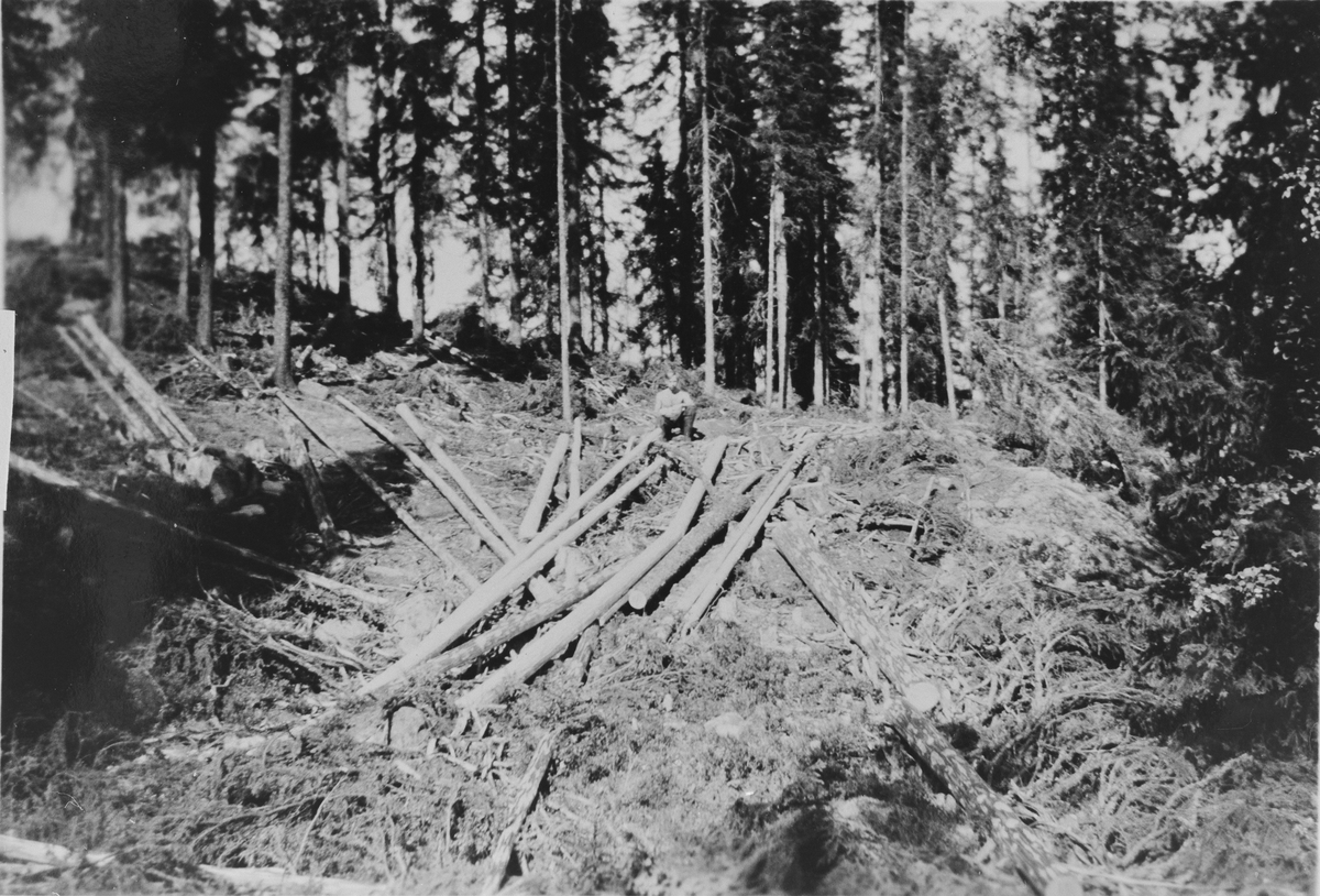 Webjørn Skatvedt i tømmerskogen ved Skatvedtsetra, sent på 1940-tallet. 