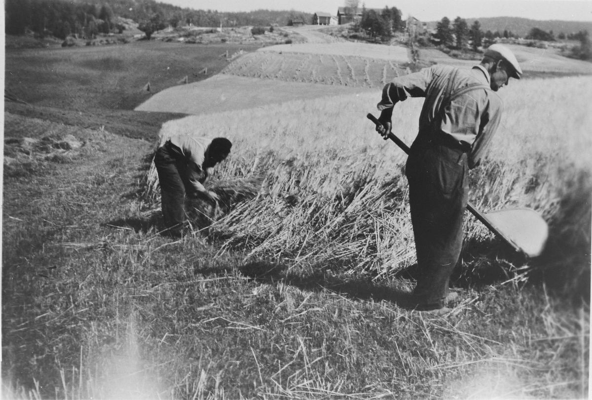 Skuronn, mejning, på Nedre Skatvedt ca. 1942. Fra venstre: Inge Skatvedt og Petter Skatvedt. 