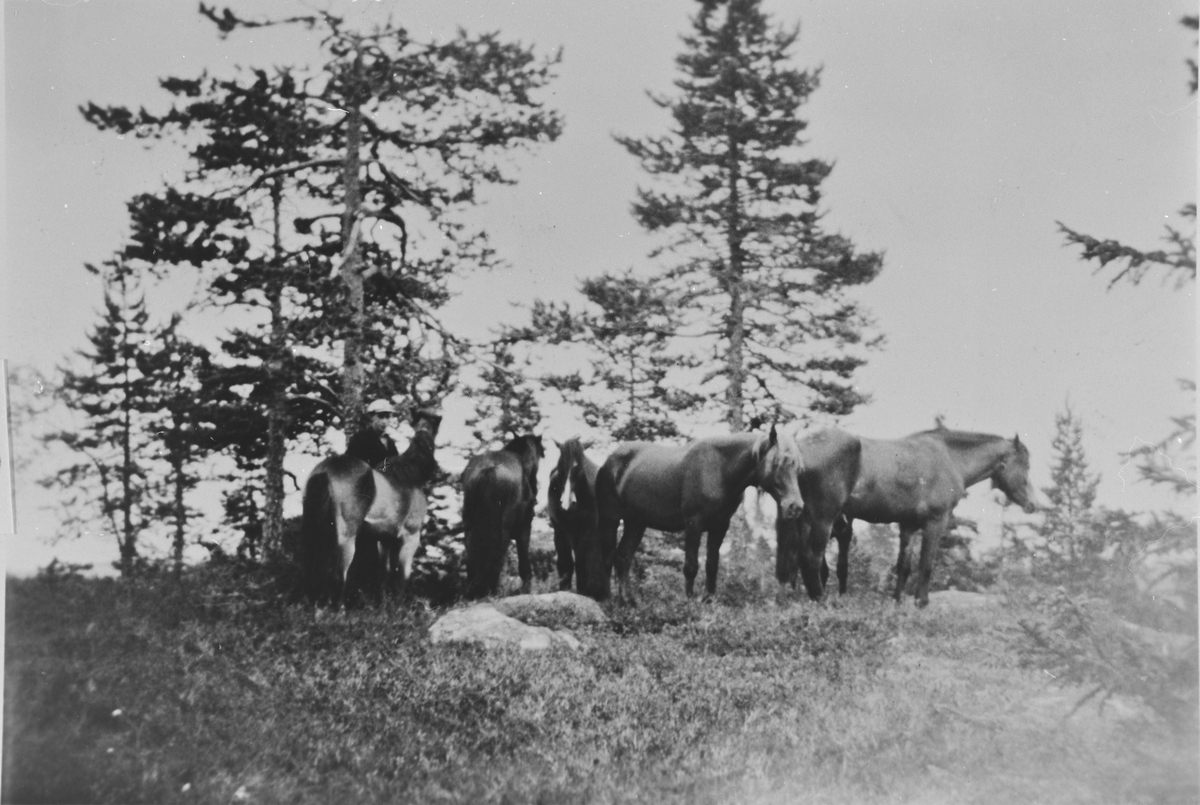 Hesteflokk på Nattjernåsen, før 1940.