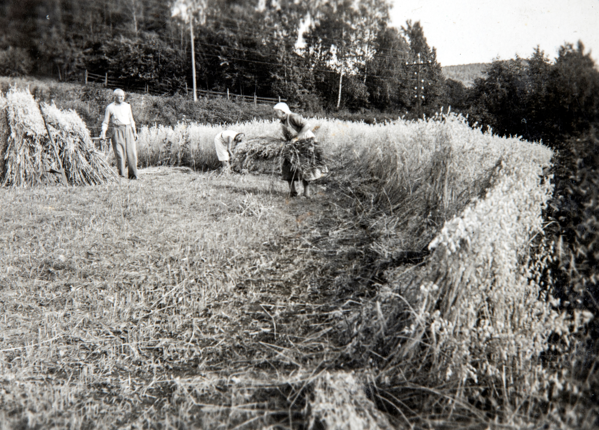 Fra skuronna på Lunde, Jessnes sommeren 1940-41. Kornsnes.