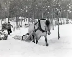Tømmerkjøring, med hest, "Trollheimen" i Løten Almenning, he