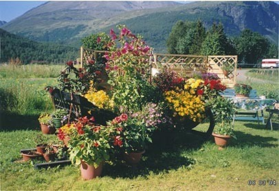Fotografi av lyngshest, sau, blomster, Leif Larsen og andre.