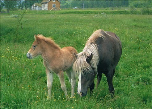 Foto fra arkivet etter lyngshestentusiasten Leif Asbjørn Larsen (1935-2009) fra Lyngseidet. Lyngshesten Oksnes Røder, Elida Nergård Pollen og hesten Molly, lyngshestene Tokse Tyra, Waltenburg Gaute og Waltenburg Jard. Samt gårdsarbeid, deriblant ett foto fra utmarkslått i Norddalen, Skibotn.