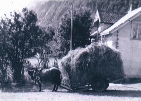 Foto fra arkivet etter lyngshestentusiasten Leif Asbjørn Larsen (1935-2009) fra Lyngseidet. Lyngshesten Oksnes Røder, Elida Nergård Pollen og hesten Molly, lyngshestene Tokse Tyra, Waltenburg Gaute og Waltenburg Jard. Samt gårdsarbeid, deriblant ett foto fra utmarkslått i Norddalen, Skibotn.