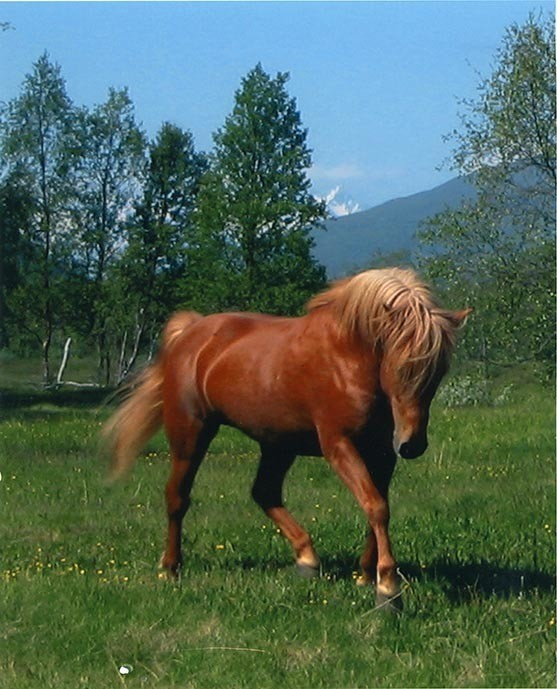 Foto fra arkivet etter lyngshestentusiasten Leif Asbjørn Larsen (1935-2009) fra Lyngseidet. Lyngshesten Oksnes Røder, Elida Nergård Pollen og hesten Molly, lyngshestene Tokse Tyra, Waltenburg Gaute og Waltenburg Jard. Samt gårdsarbeid, deriblant ett foto fra utmarkslått i Norddalen, Skibotn.