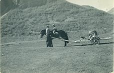 Fotografi av lyngshest, sau, blomster, Leif Larsen og andre.