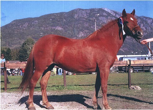 Foto fra arkivet etter lyngshestentusiasten Leif Asbjørn Larsen (1935-2009) fra Lyngseidet. Lyngshesten Oksnes Røder, Elida Nergård Pollen og hesten Molly, lyngshestene Tokse Tyra, Waltenburg Gaute og Waltenburg Jard. Samt gårdsarbeid, deriblant ett foto fra utmarkslått i Norddalen, Skibotn.