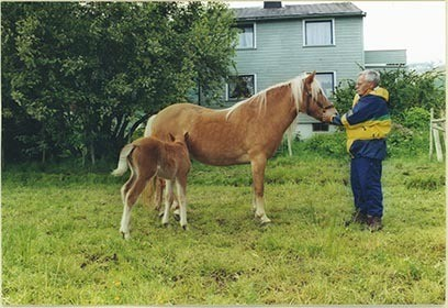 Fotografi av lyngshest, sau, blomster, Leif Larsen og andre.