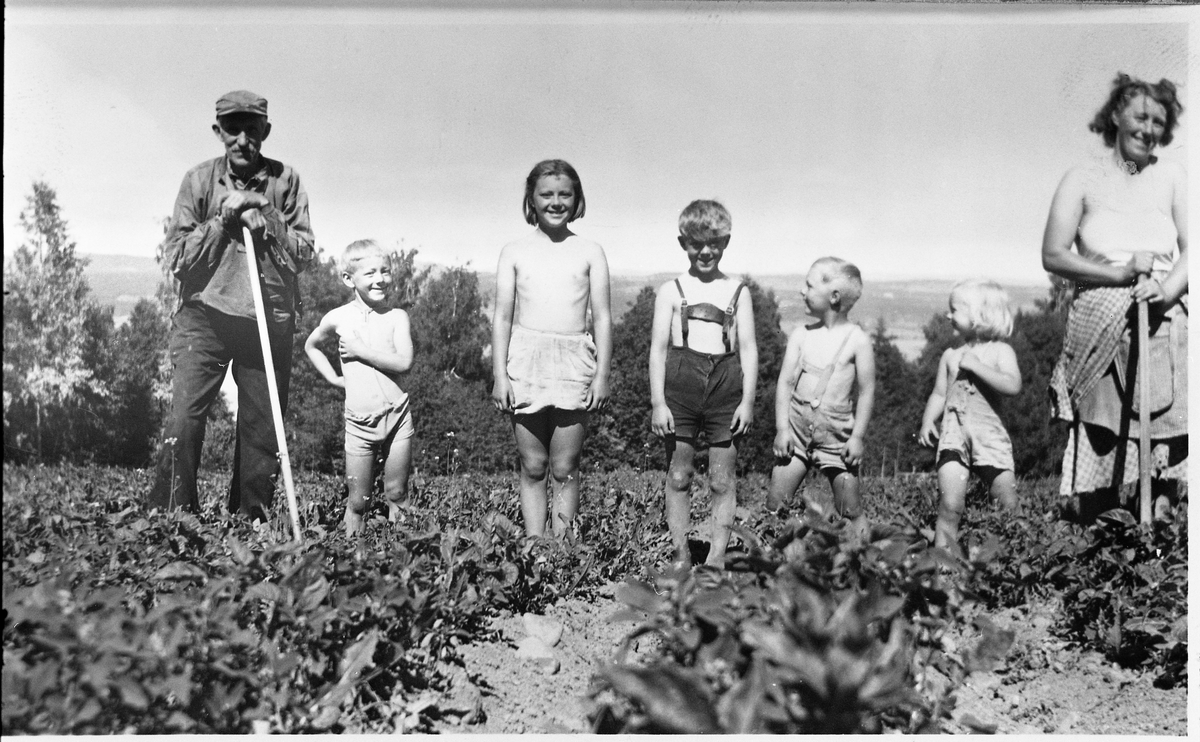 Kålrottynning på Ask i Nordlia, Østre Toten, ca. 1949. Mannen helt til venstre er Mads Nilsen. De øvrige (trolig fra høgre): Marie, Rigmor, Hans Petter, Nils, Kari og Harald, alle med etternavn Alfstad.