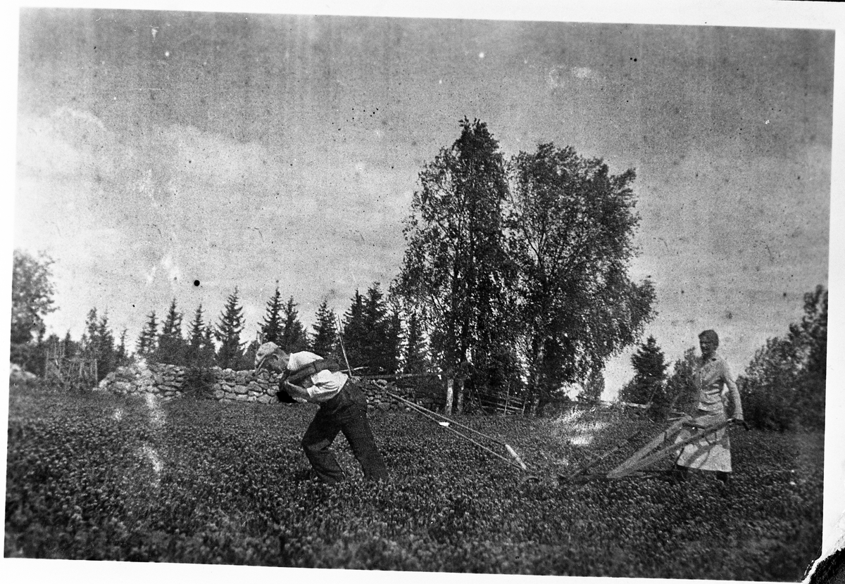 Fra Dragerbakken i Vestre Toten 1939. Sverre Gjestvang drar radrenser. Hun som styrer er ikke navngitt. Hesten hadde brukket beinet, så Sverrre måtte brukes som hest.