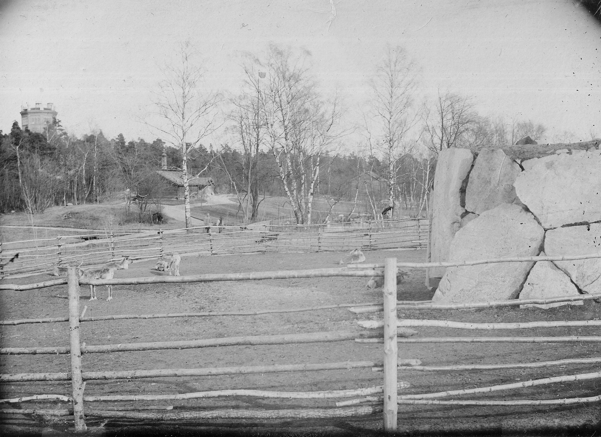 Renberget på Skansen i Stockholm. Sent 1800-tal.