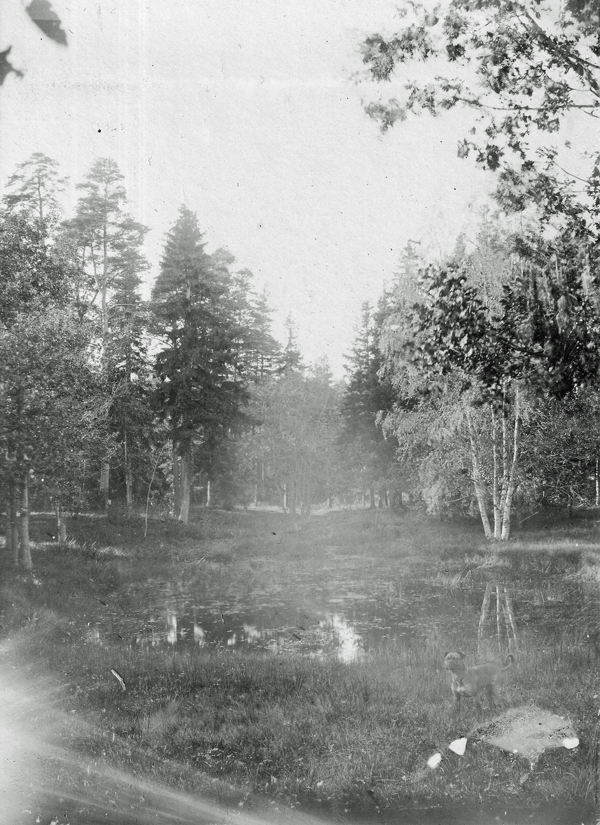 Parti från Såtenäs, tidigt 1900-tal.