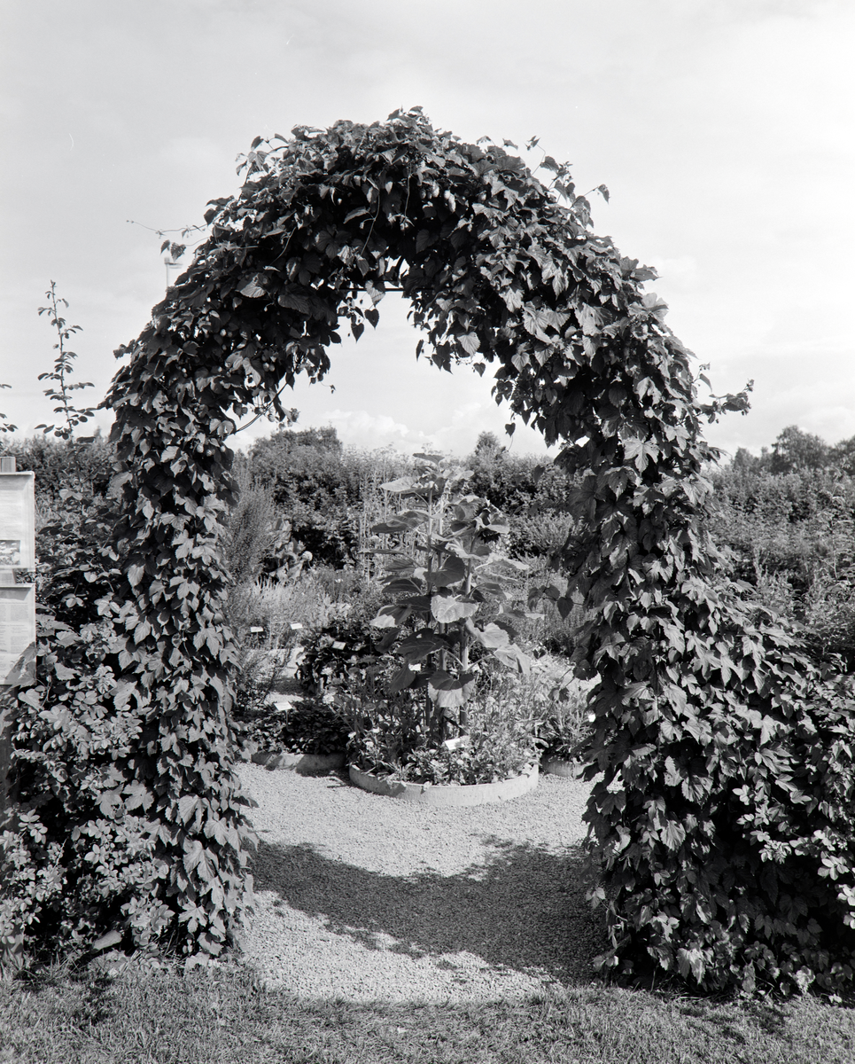 URTEHAGEN, CECILIE JENSEN, HDH. 100