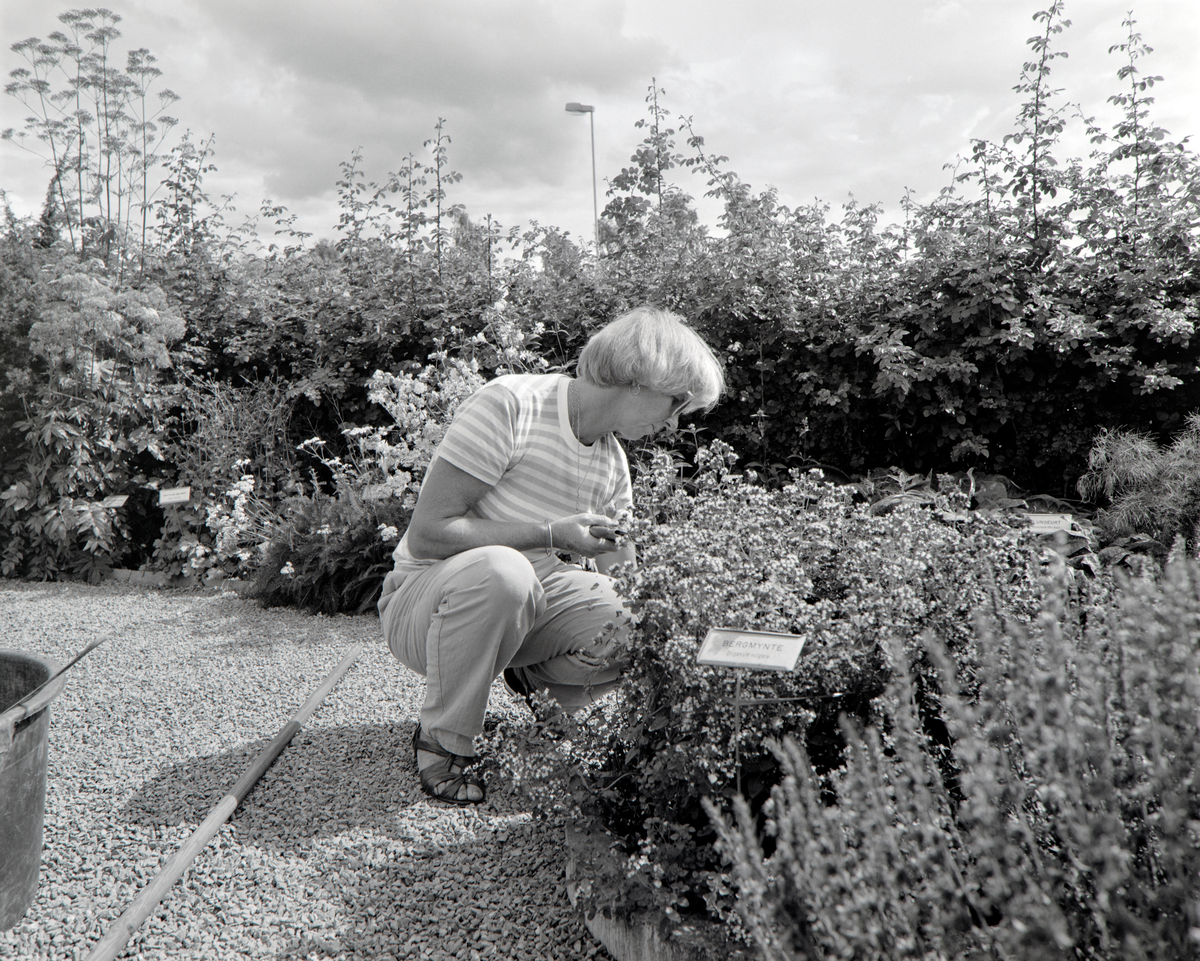 URTEHAGEN, CECILIE JENSEN, HDH. 100