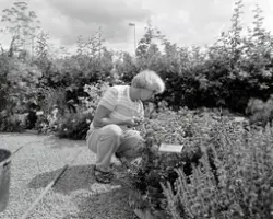 URTEHAGEN, CECILIE JENSEN, HDH. 100