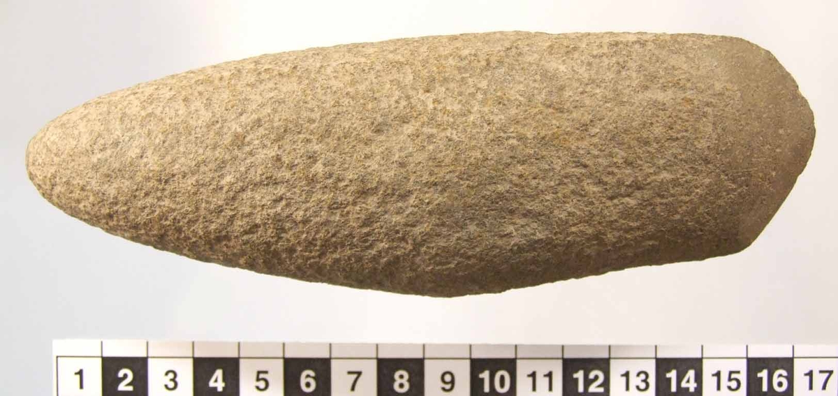 Trindyxa. Bandelens snitt ovalt, eggdelens snitt spetsovalt. Osymetrisk form. Spetsig nacke. Rund egg, med antydan till egghörn.