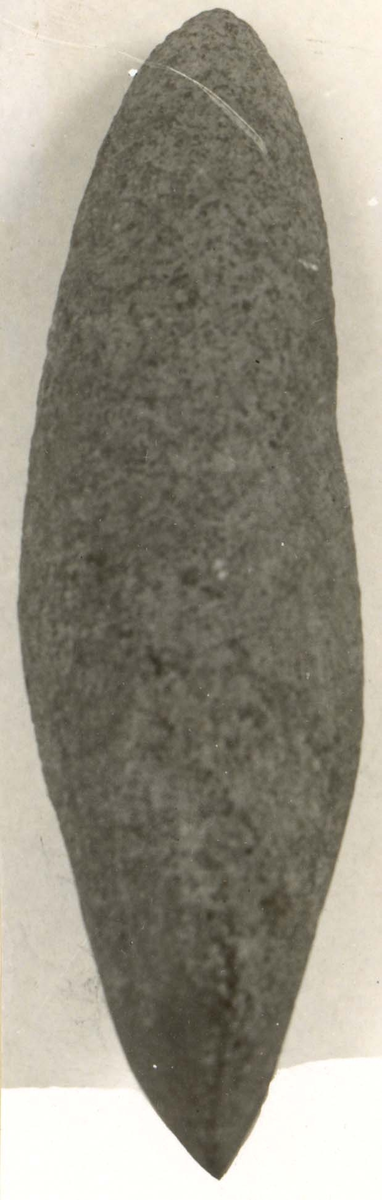 Trindyxa. Bandelens snitt ovalt, eggdelens snitt spetsovalt. Osymetrisk form. Spetsig nacke. Rund egg, med antydan till egghörn.