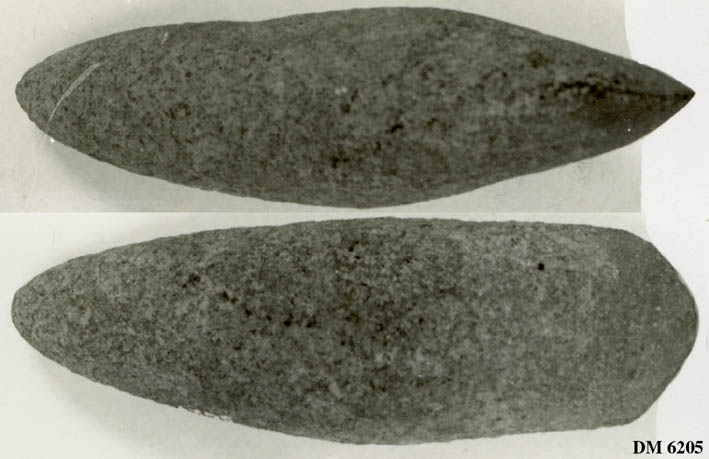 Trindyxa. Bandelens snitt ovalt, eggdelens snitt spetsovalt. Osymetrisk form. Spetsig nacke. Rund egg, med antydan till egghörn.
